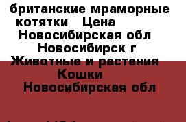 британские мраморные котятки › Цена ­ 2 500 - Новосибирская обл., Новосибирск г. Животные и растения » Кошки   . Новосибирская обл.